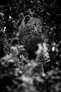 823a5455 edit
